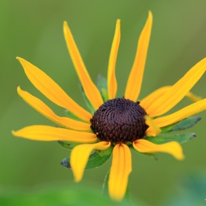 1as